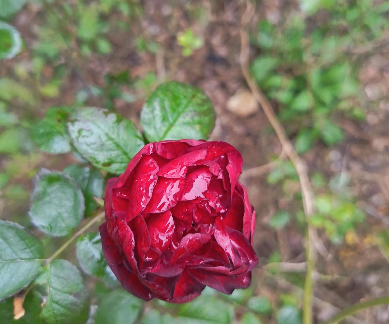 明明周围的花都谢得差不多了，它倒好，不管不顾地把劲儿全使在开花上，一点不凑季节的