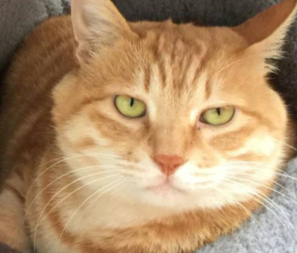 第一次给猫送葬，谁能想到它一口气活了十八年。唉，希望我家的大橘猫哥哥来世投胎到有