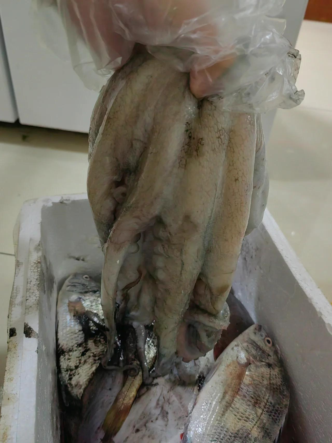 昨天晚上下班回家时，我发现我的婆婆购买了非常多的海鲜，家里一个冰柜塞得满满的。
