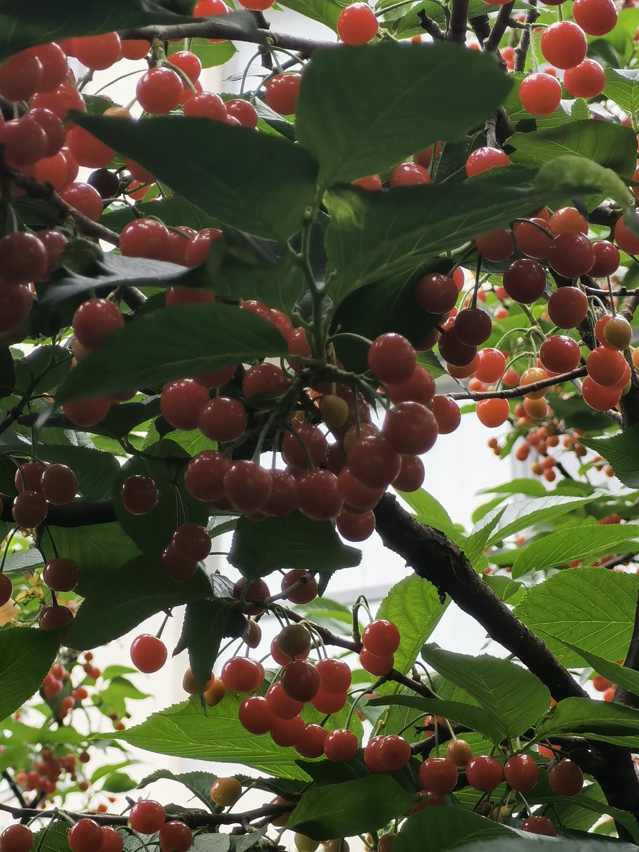 紧急提醒！打樱桃汁绝对不能带核！

刚发完樱桃的帖子，好多网友追着问：樱桃到底能