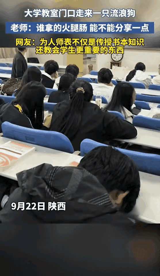 谁能想到，
一堂普通的课会被一只流浪狗“打断”？

陕西某大学教室门口，狗狗怯生