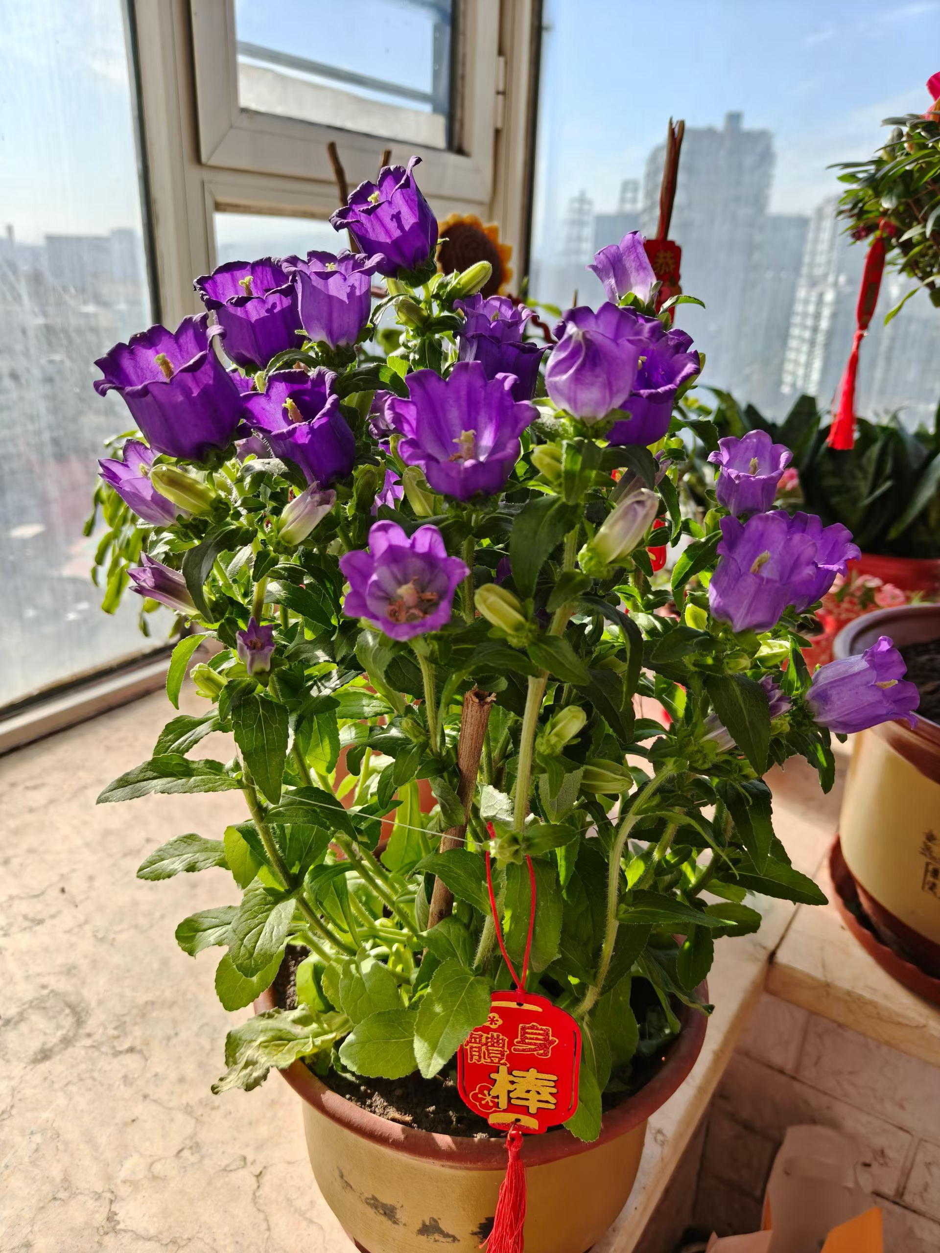 新年新气象，过了一年又是添一岁😄今年年夜饭ai当裁判 来看看我们山西的年夜饭，