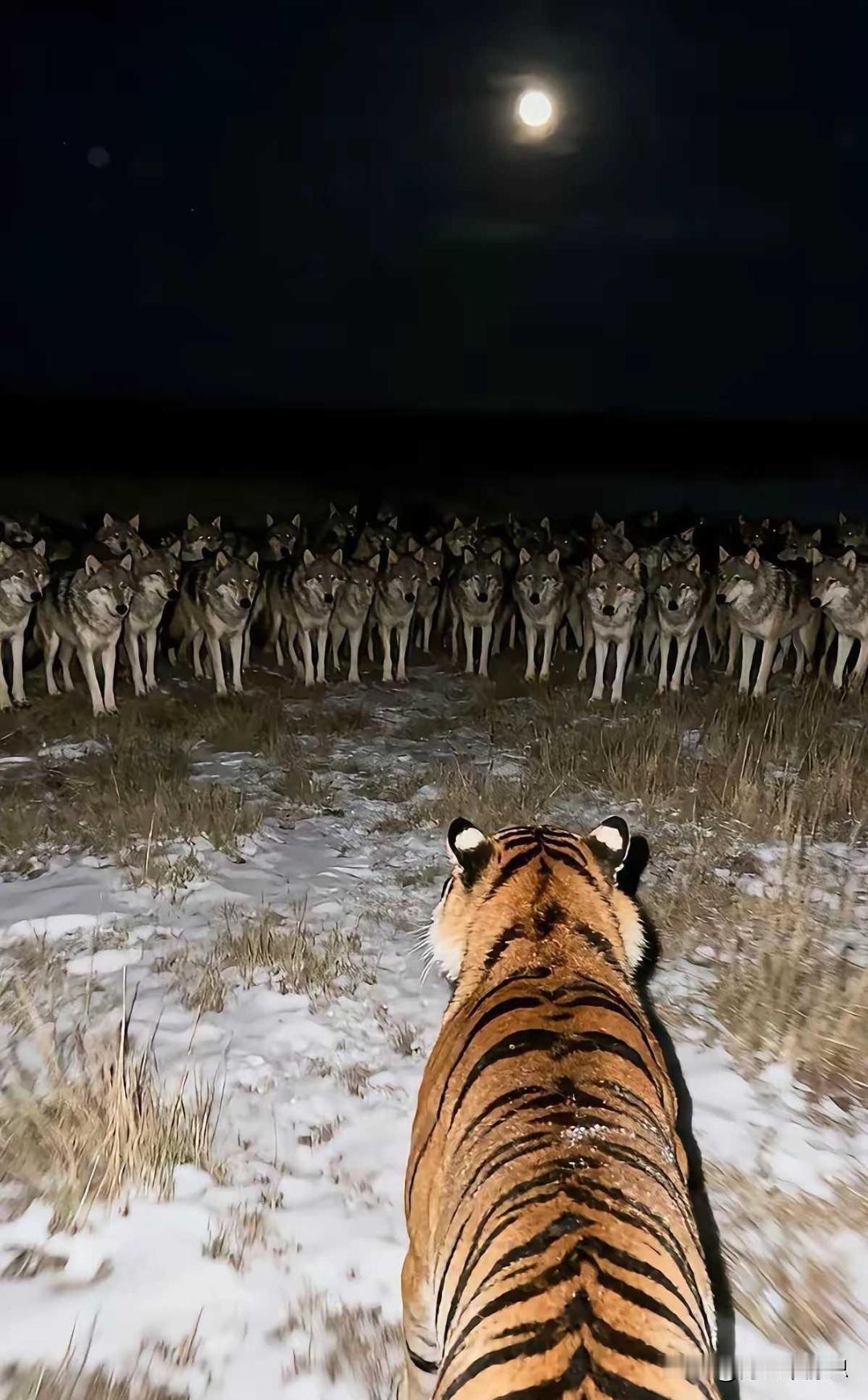 夜晚，月光下，百兽之王老虎与狼群的对峙，紧张又刺激！

这场面能否实现血脉压制呢
