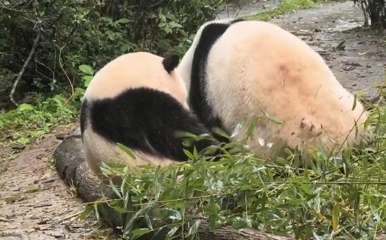 花花正安安静静地坐着发呆，结果妹妹和叶 “啪嗒” 一下，一屁股就坐到了它旁边，挤