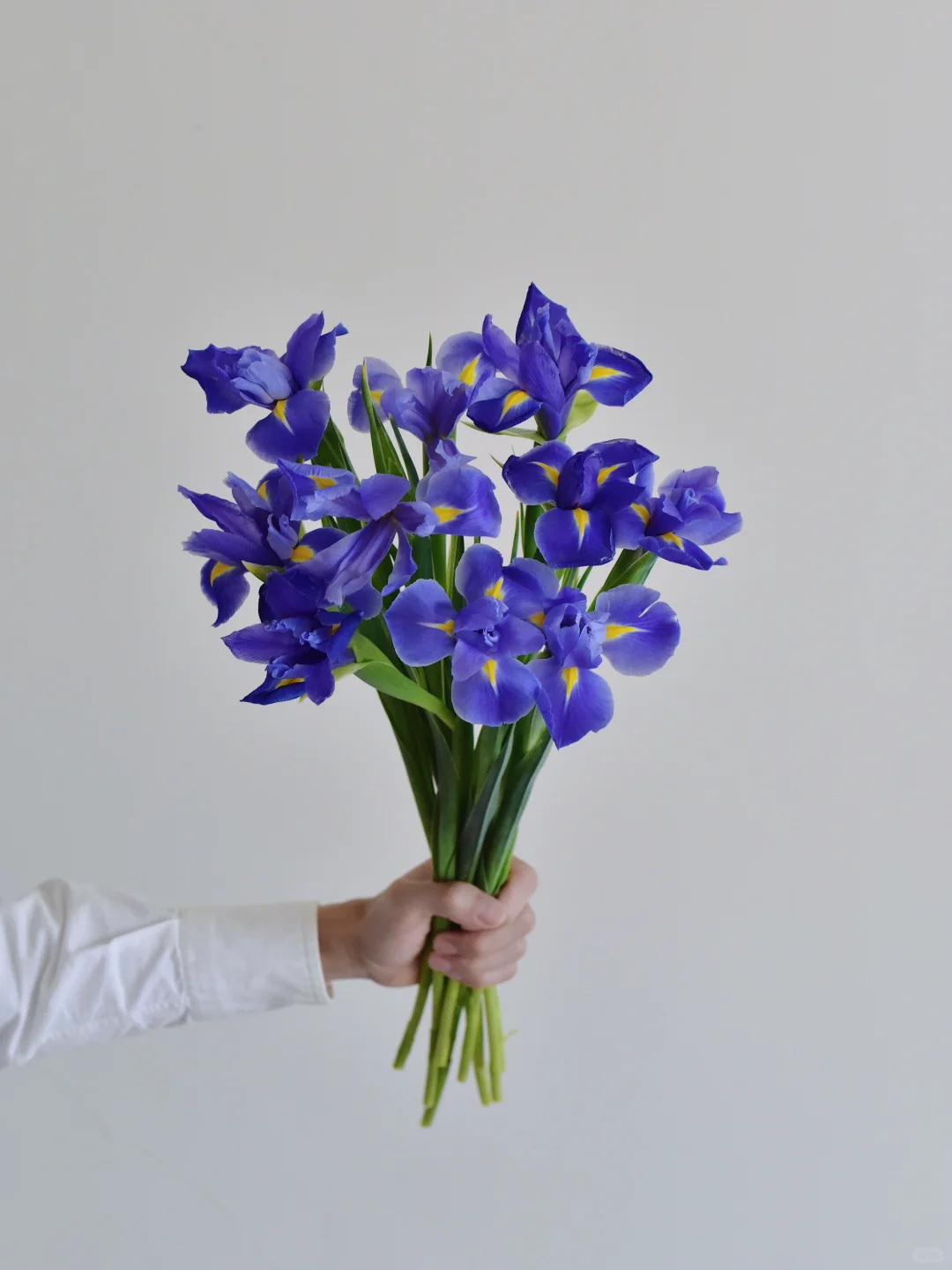 荷兰鸢尾·Blue magic