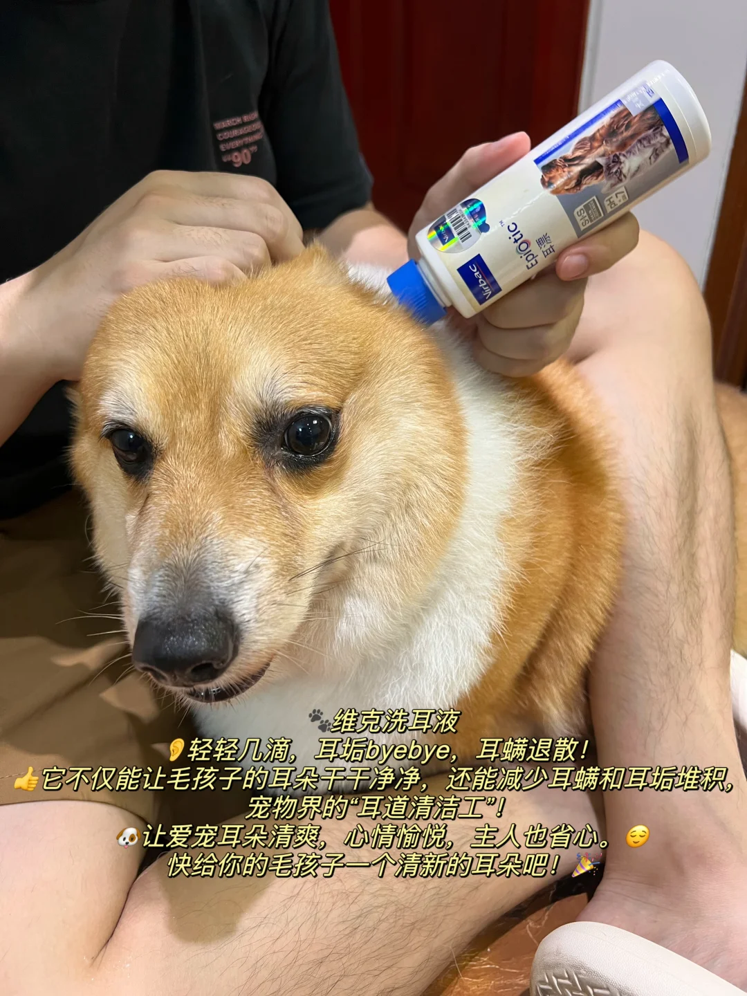 月入3k的铲屎官简直离不开pdd！！！