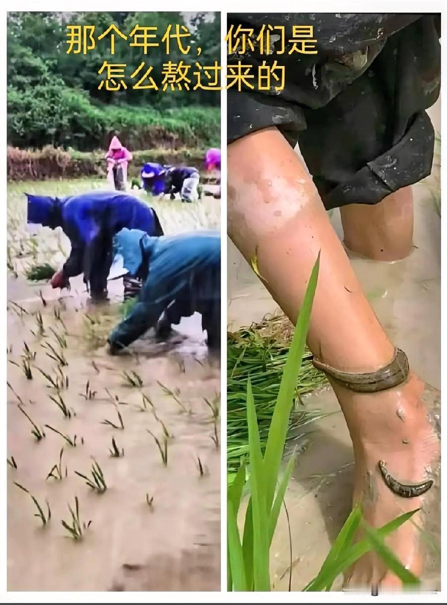 这正是众多80后放学时的常见场景。书包一撂下，要么去放牛、放鹅，要么就得下田插秧