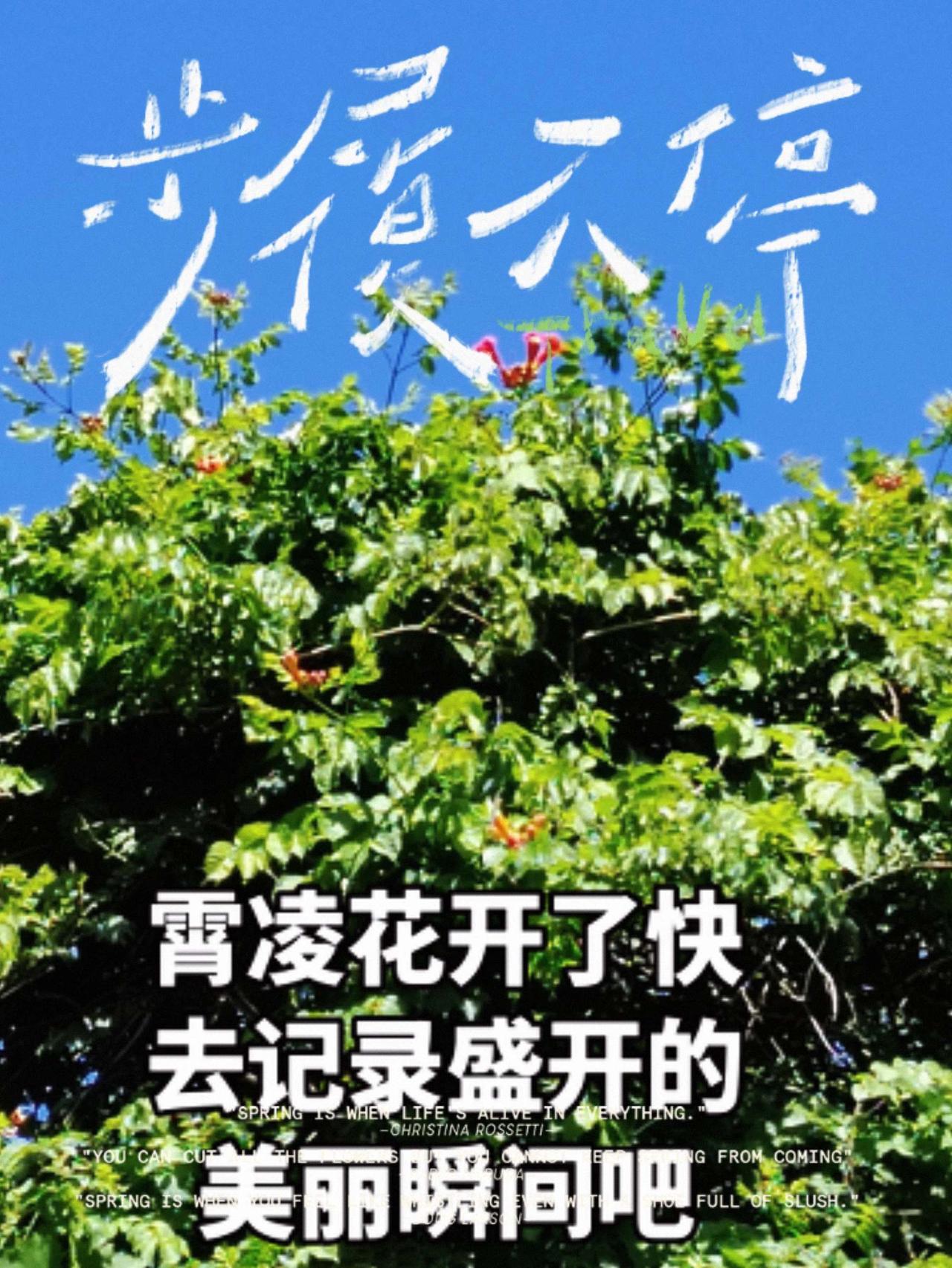 真实生活分享计划 晒出你镜头里的花花世界 随手拍大自然的诗意 蓝天绿植治愈瞬间