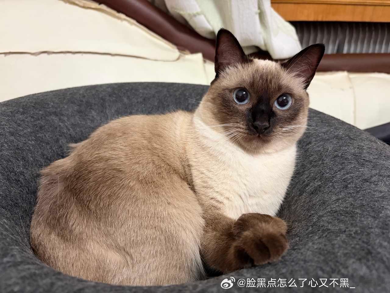 4142只黑脸逼儿肥肥乎？ ​​​