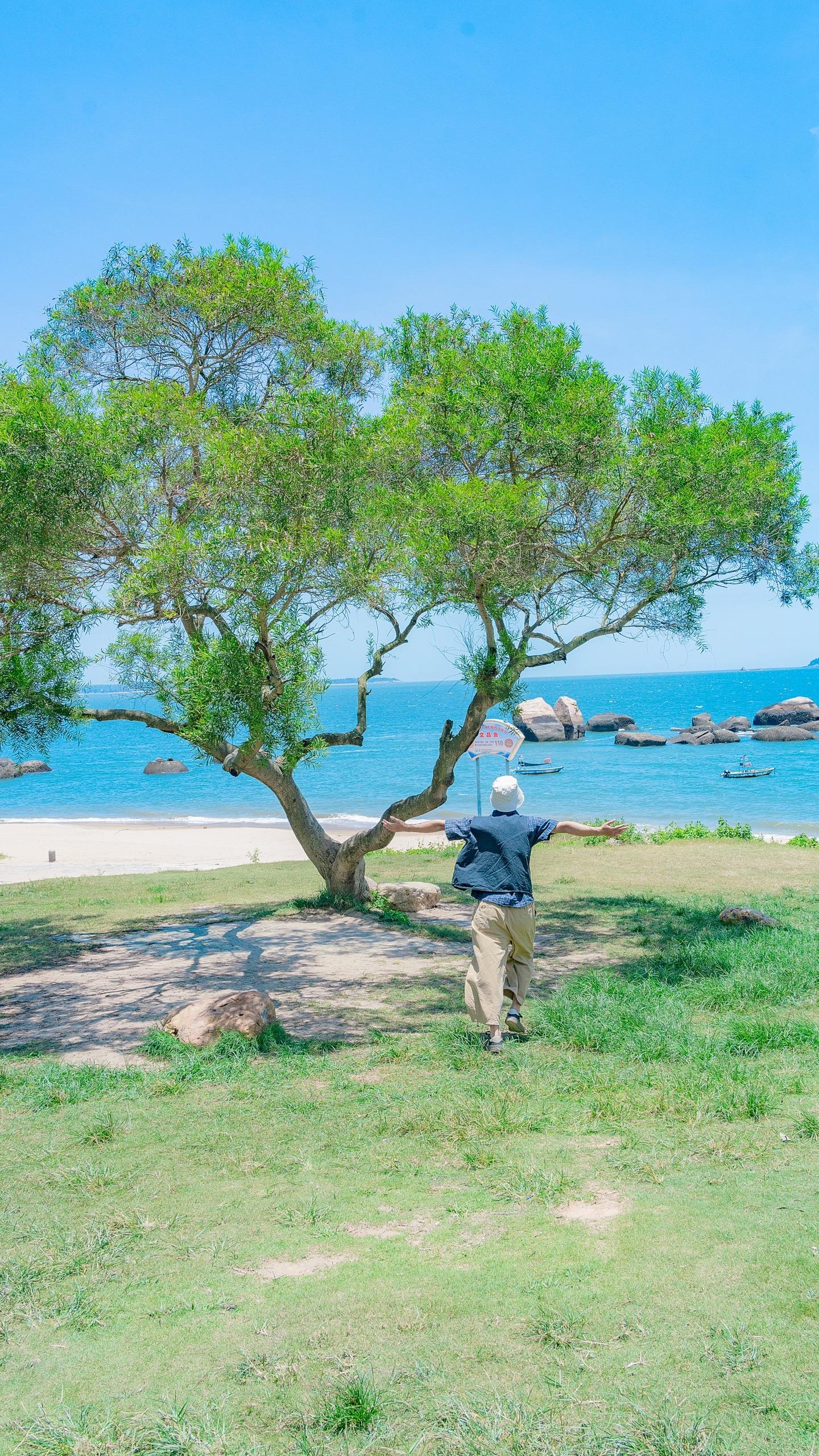 在厦门我找到了梦中海滩。厦门黄厝海滩有一棵孤独的树，  这棵树在蓝天...