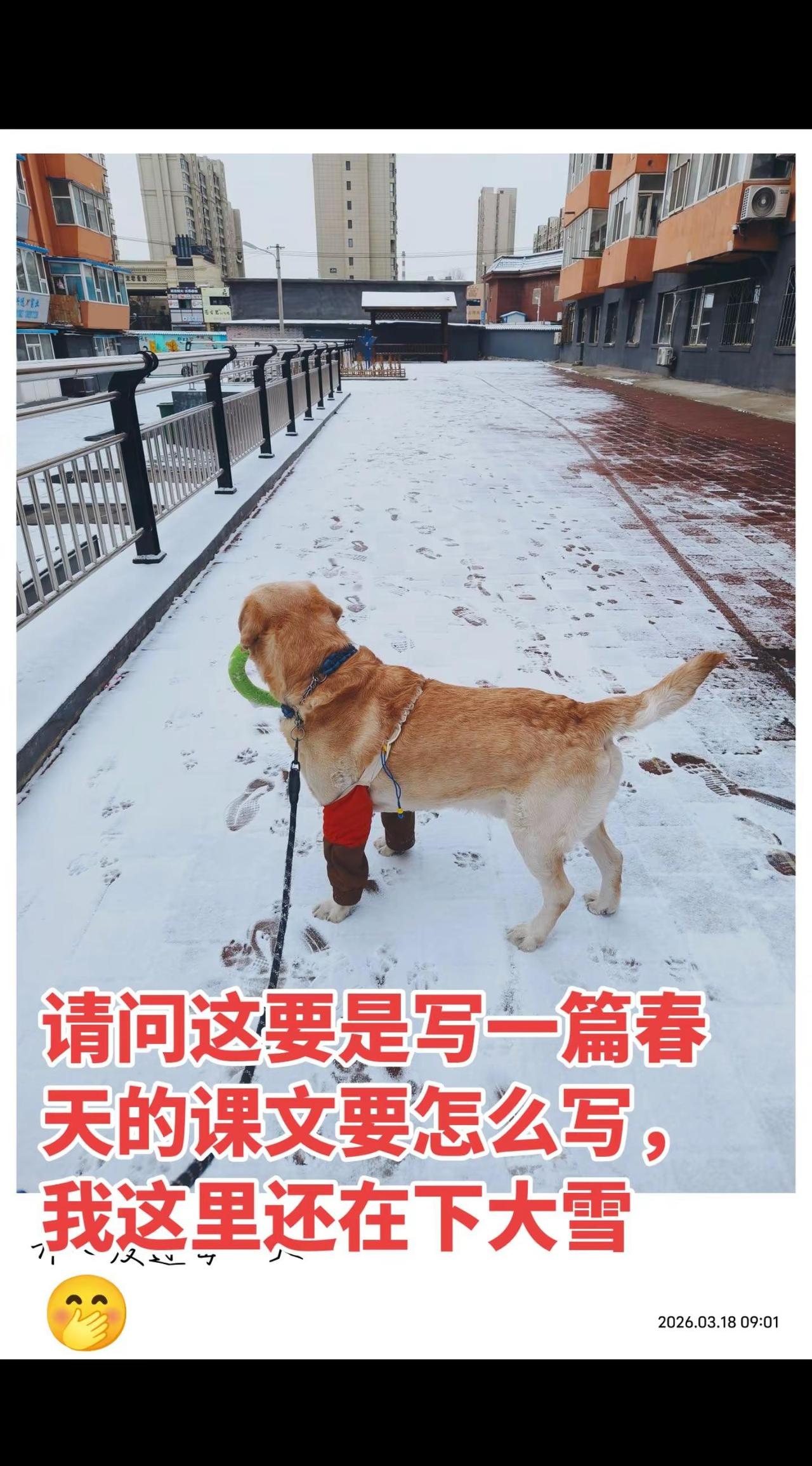这是要把春天给赶跑的节奏啊！竟然下大雪。春天 东北下大雪 春天的色彩 不养狗不知