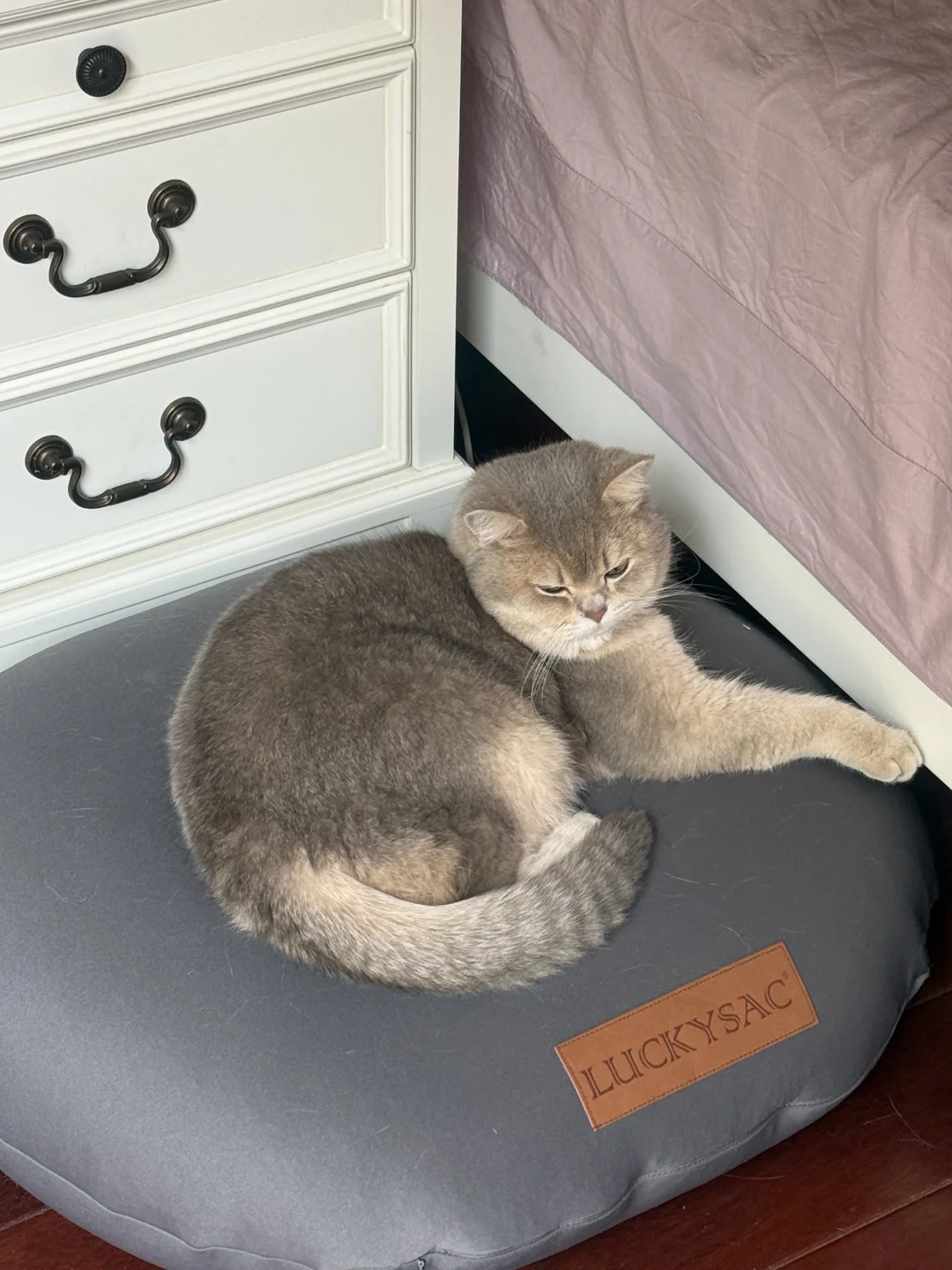 猪咪爱上了独居生活！麻麻怎么办