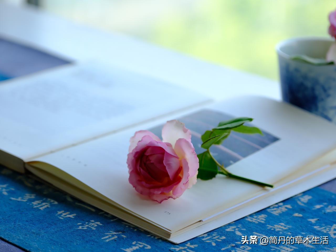 千真万确，真园丁
好像怎么说都对
真有趣

那颗有趣的灵魂
是藏在日常里了吧
是