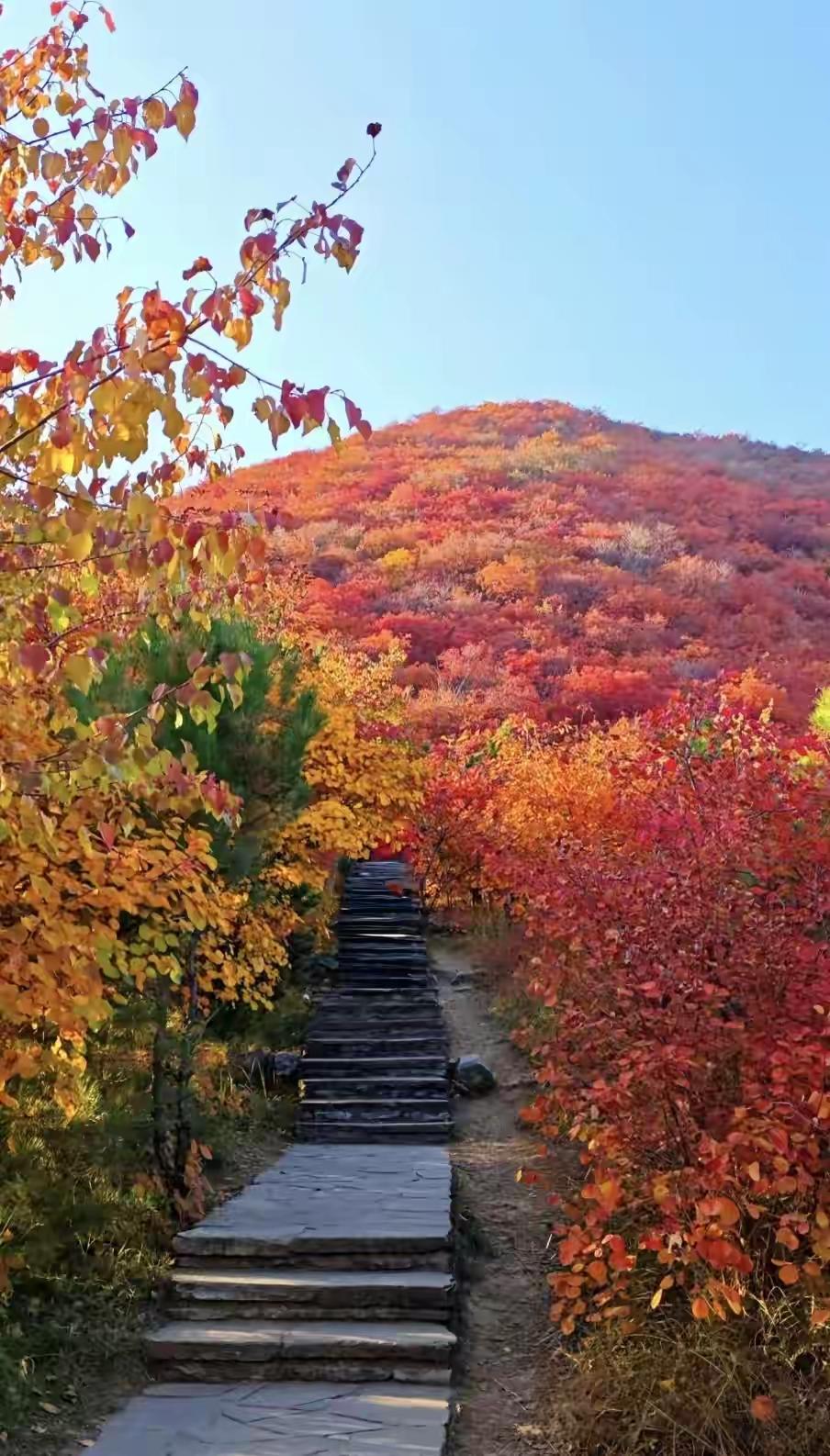 北京的秋天真这么美吗？今年是去不上了，明年一定不能错过。