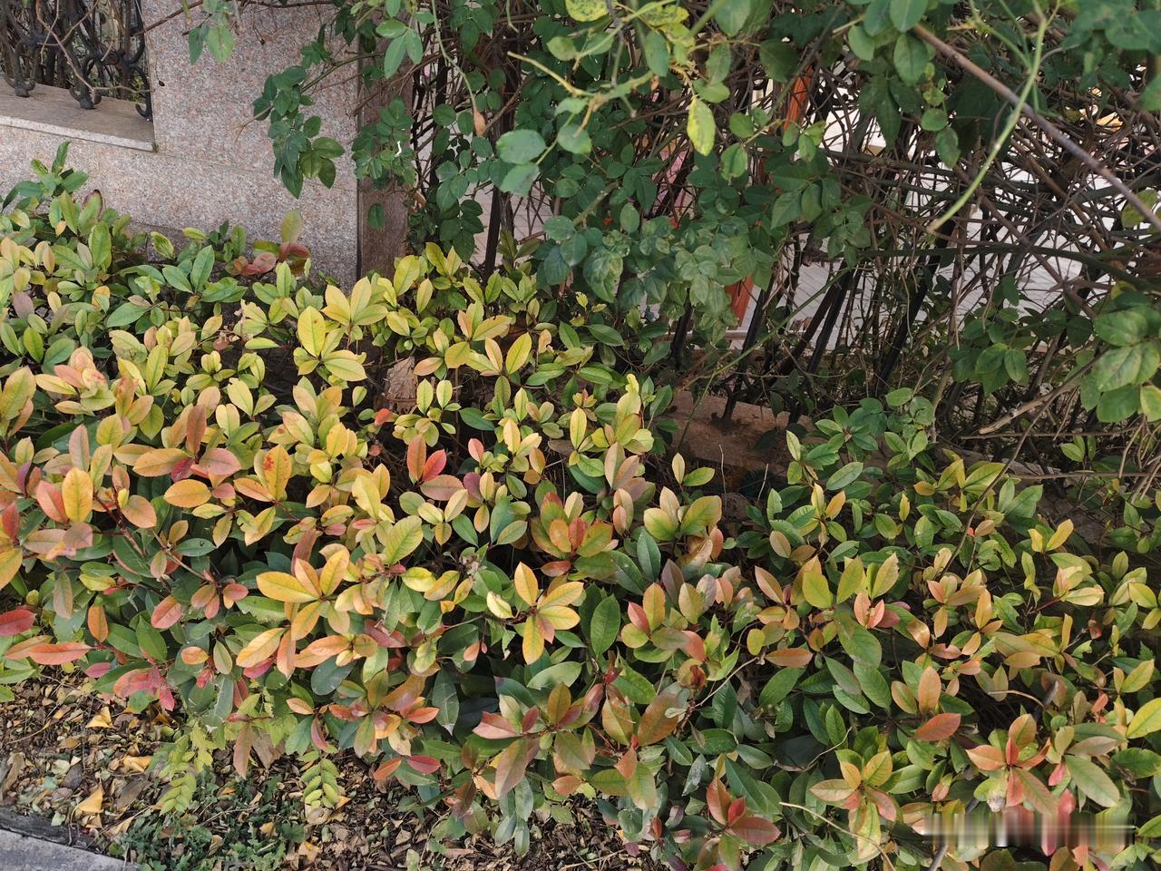 我以这丛植物为线索，写了一篇关于城市角落小美好的短文：
 
《墙根下的调色盘》