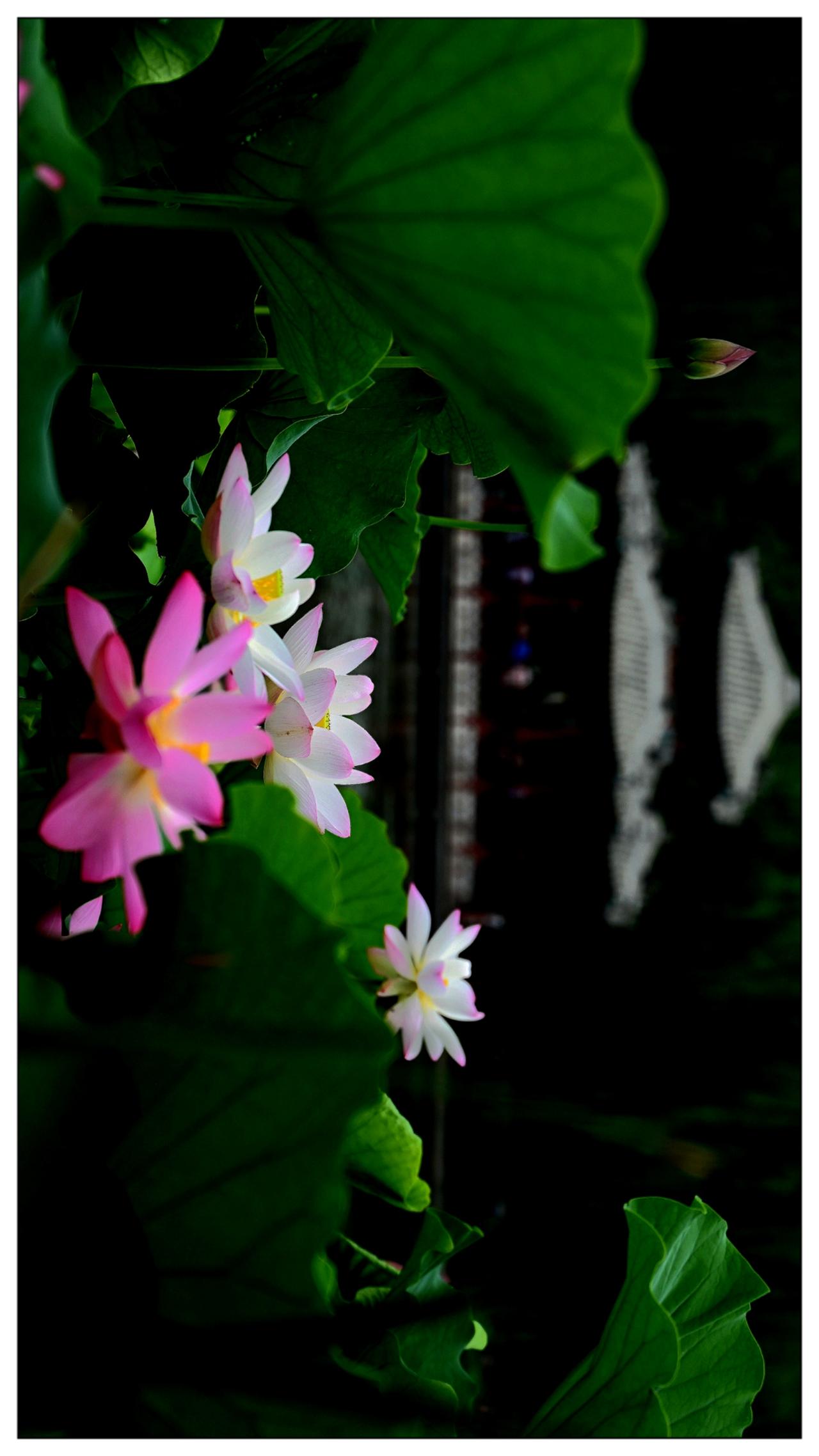 陶然，荷花小景