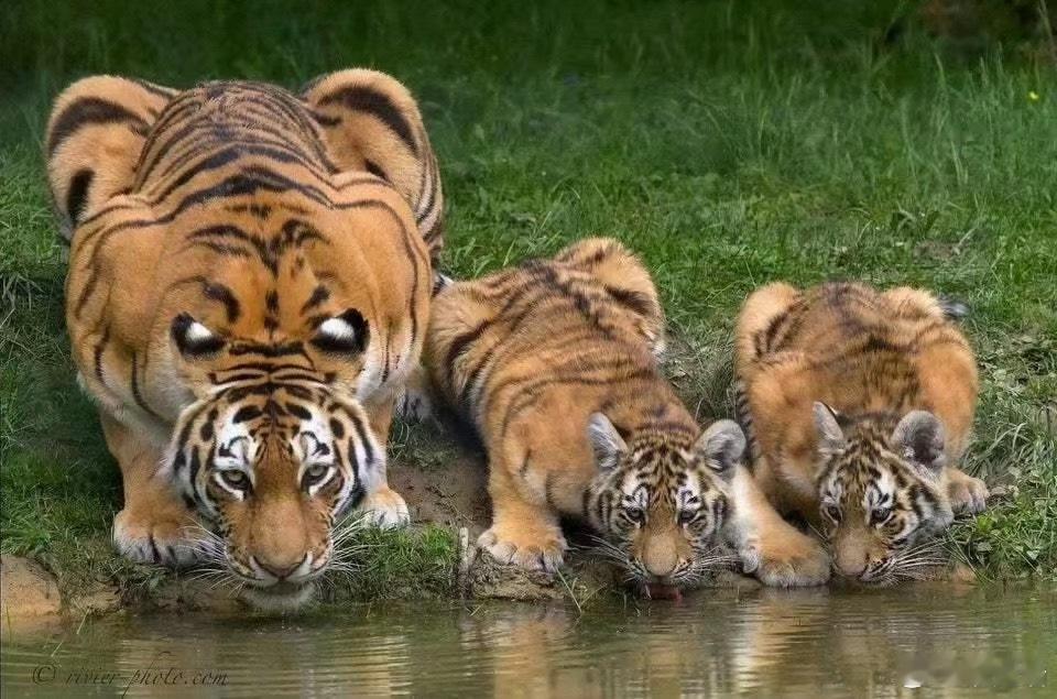 萌点解析，猫科喝水时会把耳朵压下来，上面有伪装成眼睛的白斑，然后这两只小老虎还没