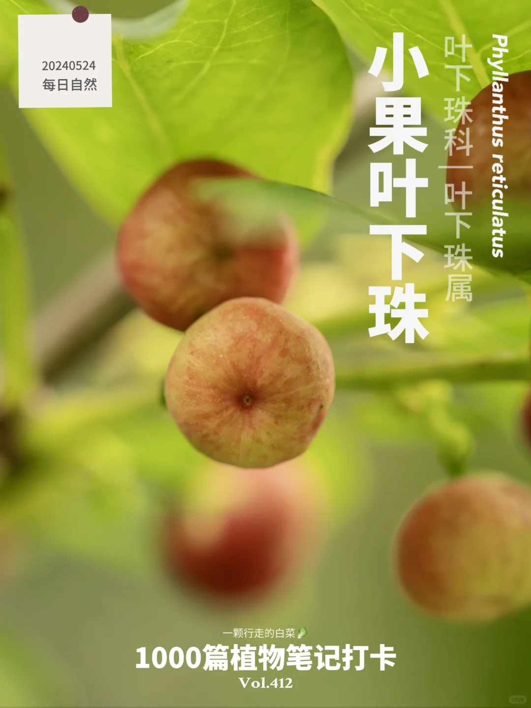 植物笔记412 | 迷你红果的魅力，你见过吗？