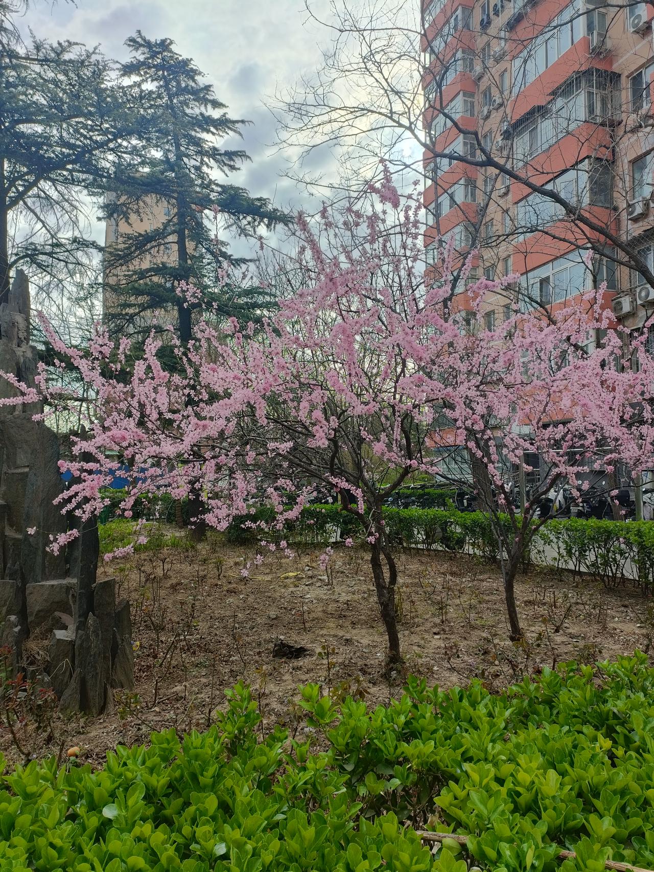 记录我的2026小区的风景还有天上的云