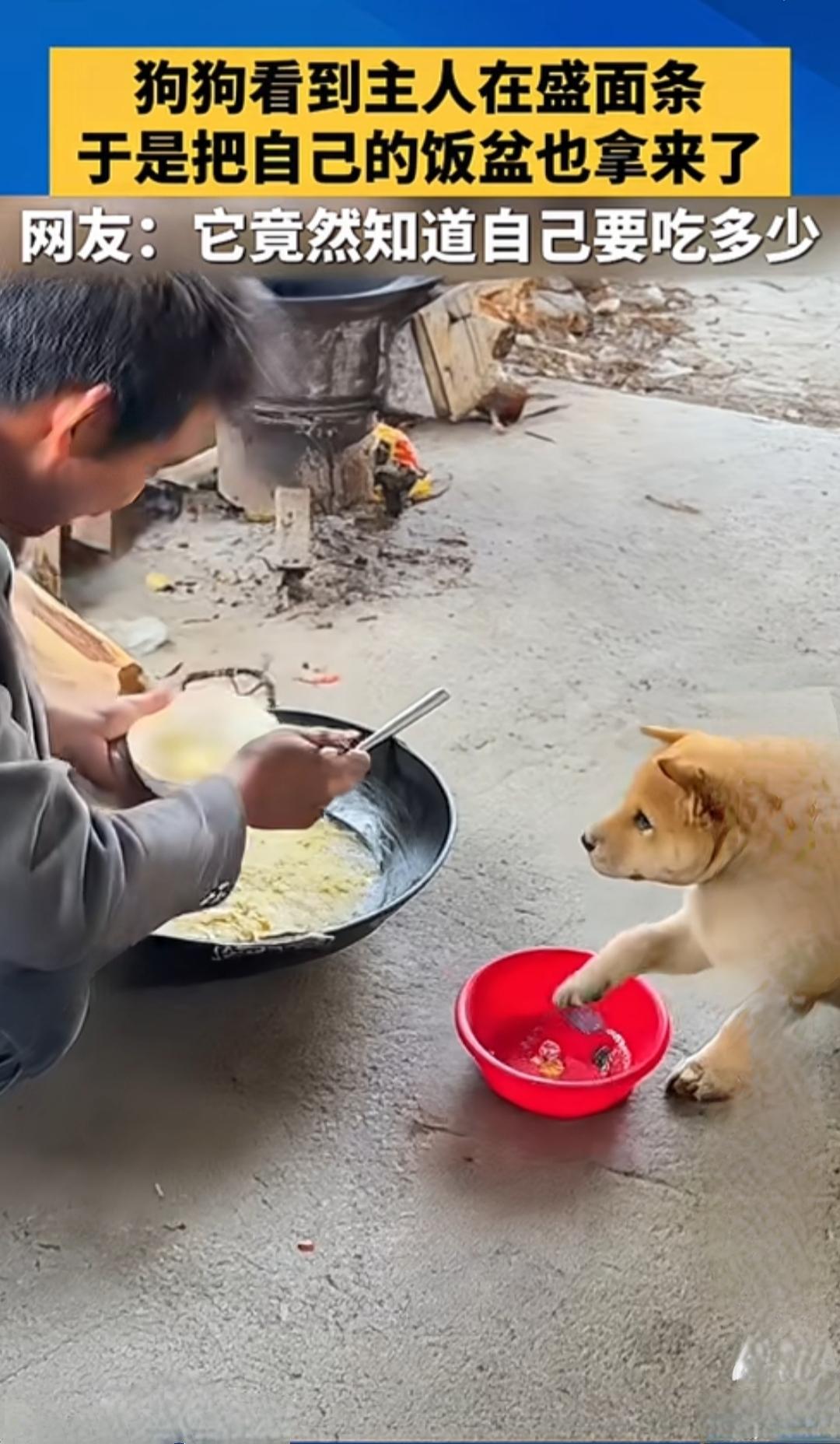 狗狗看到主人在盛面条，于是把自己的饭盆也拿来了！评估了一下盆里的面量，狗狗觉得不