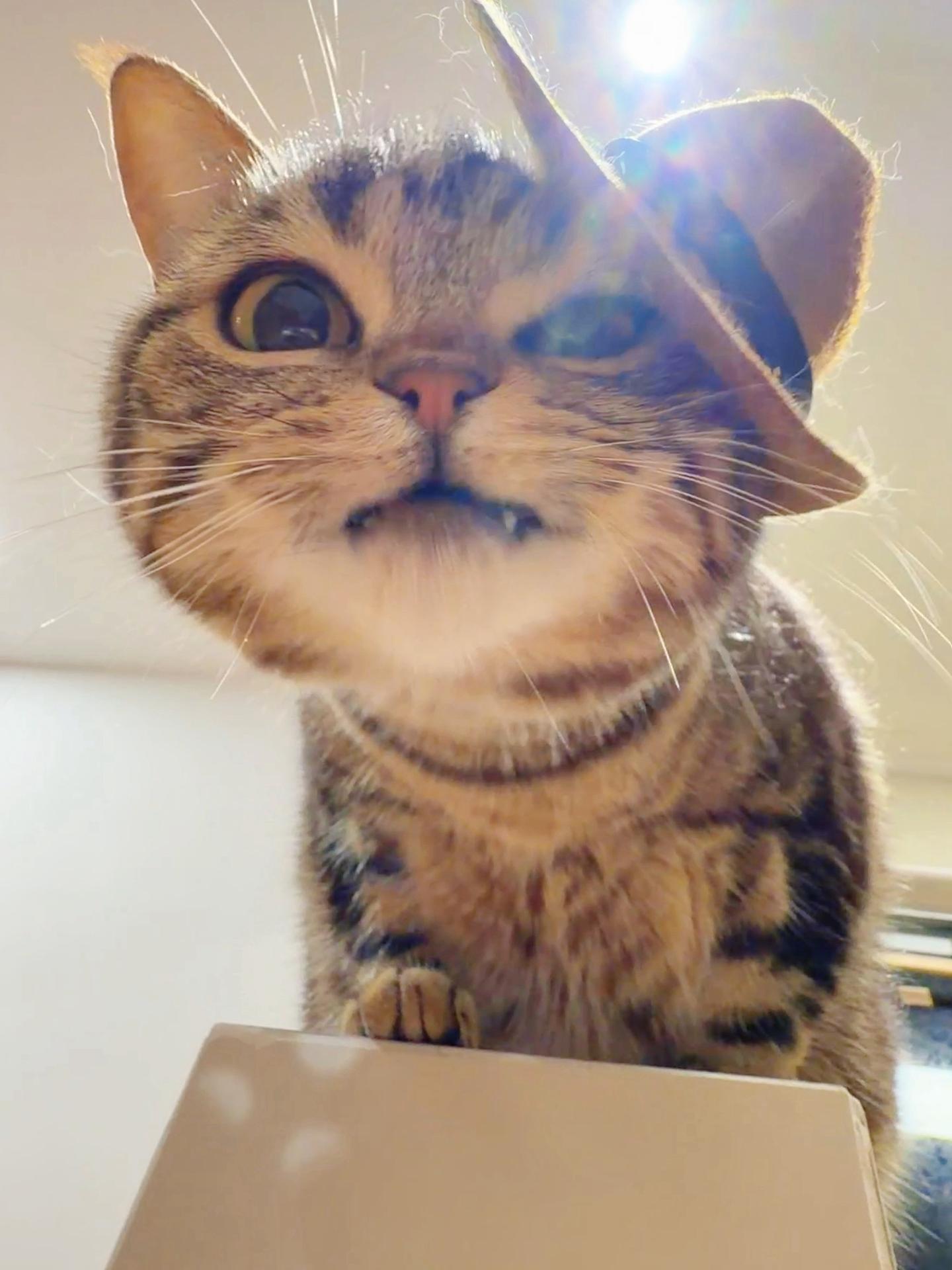 我的爵士好猫！有点子酷儿哦