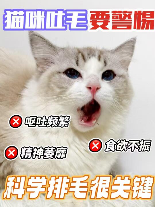 猫咪呕吐看这篇就够了❗️