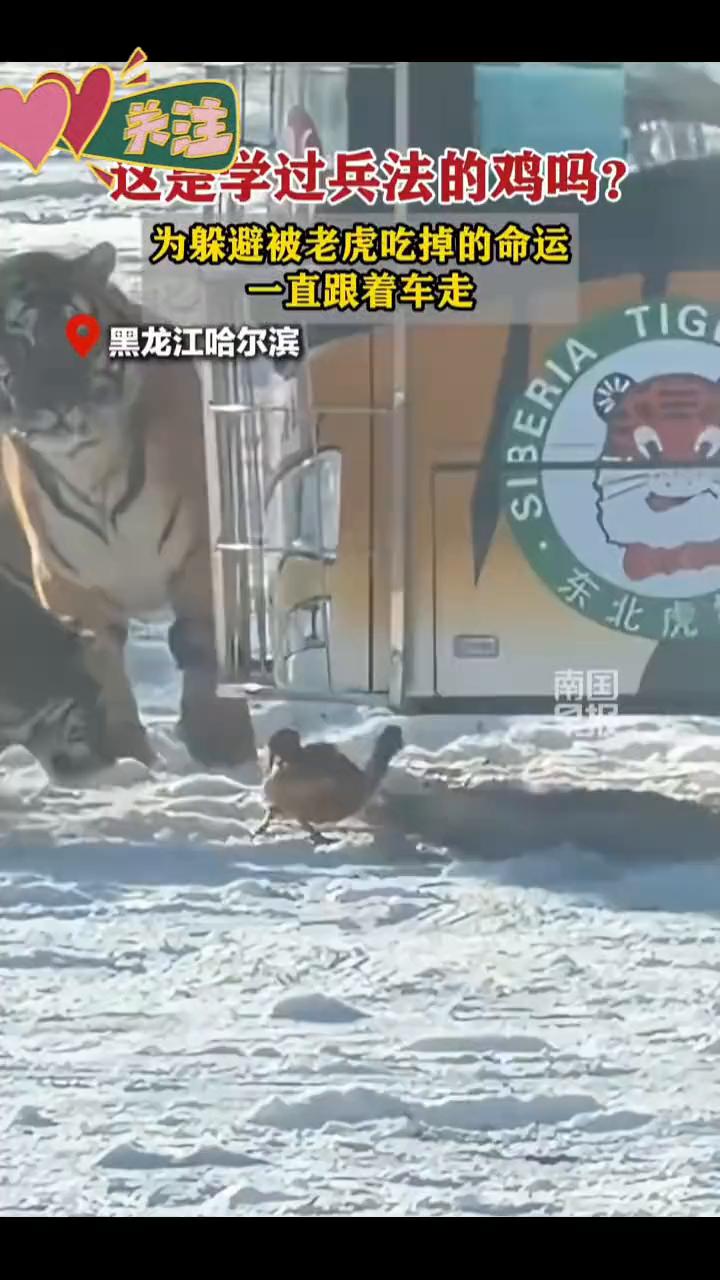 这定学过兵法的鸡吗？为躲避被老虎吃掉的命运，一直跟着车走。
2025年12月31