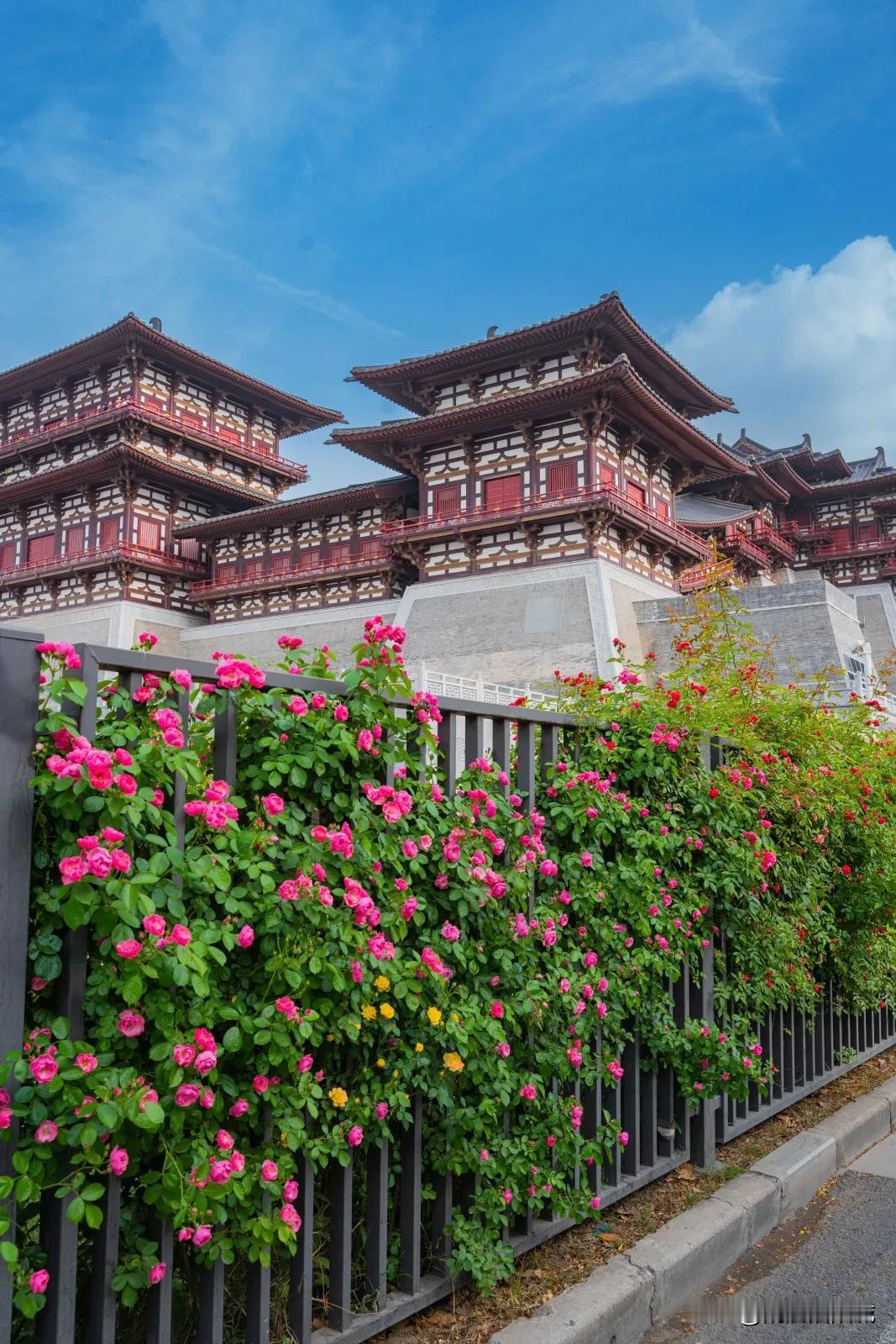 隋唐洛阳城蔷薇花墙迎来盛花期，天然出片打卡位，宝子们快来拍！