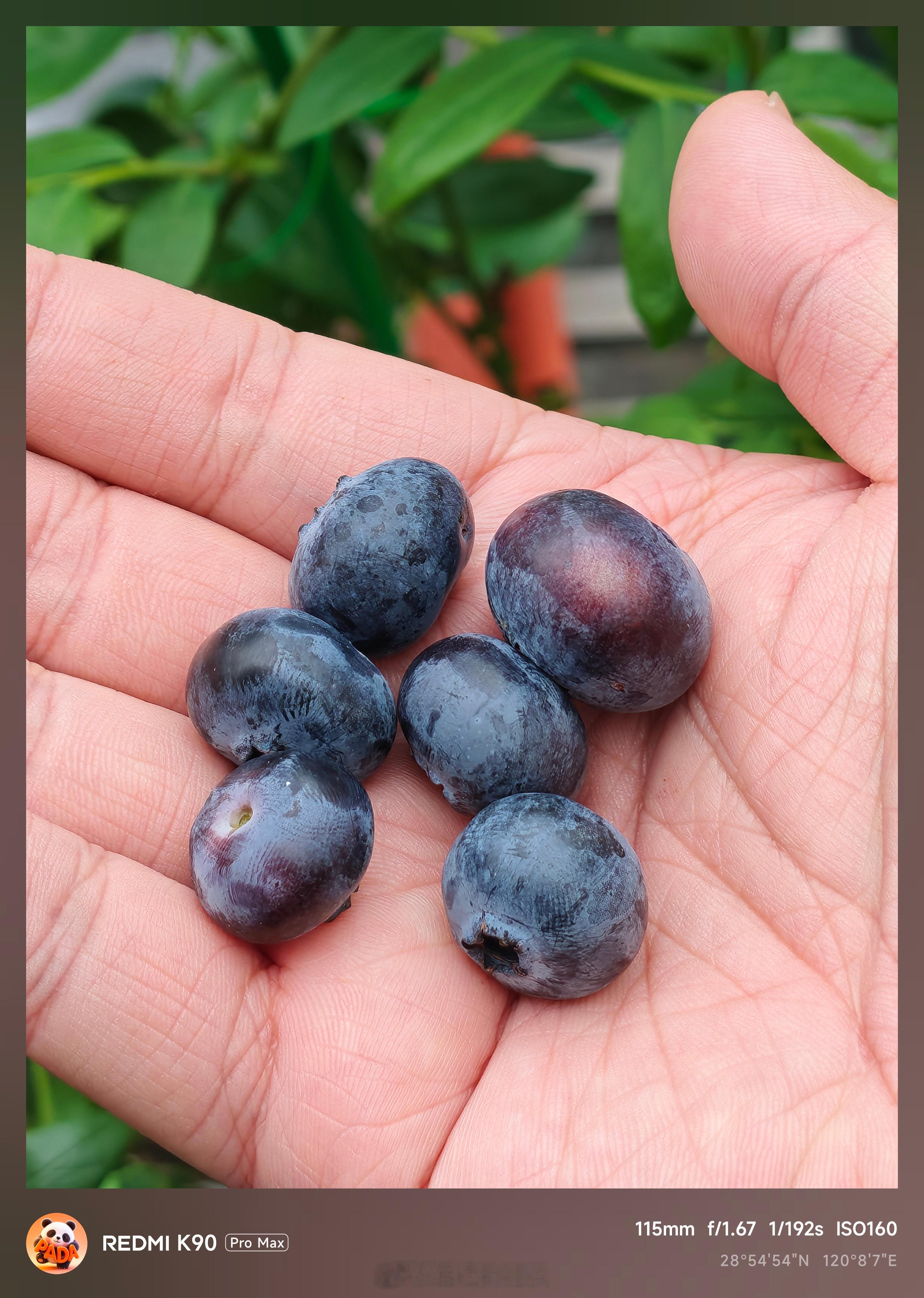 自己种的蓝莓自由