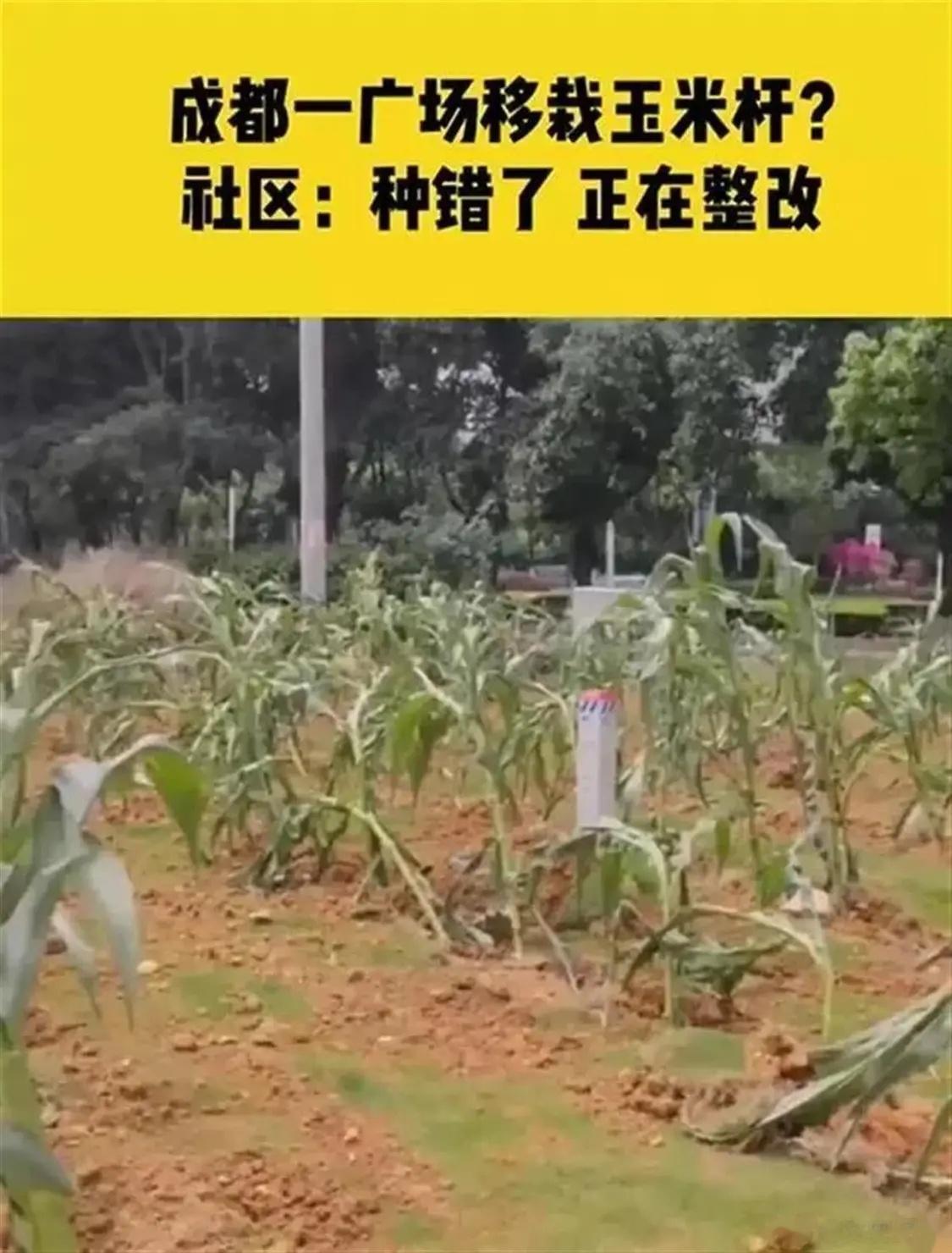 成都广场上栽玉米被中纪委点名通报 ​​​
