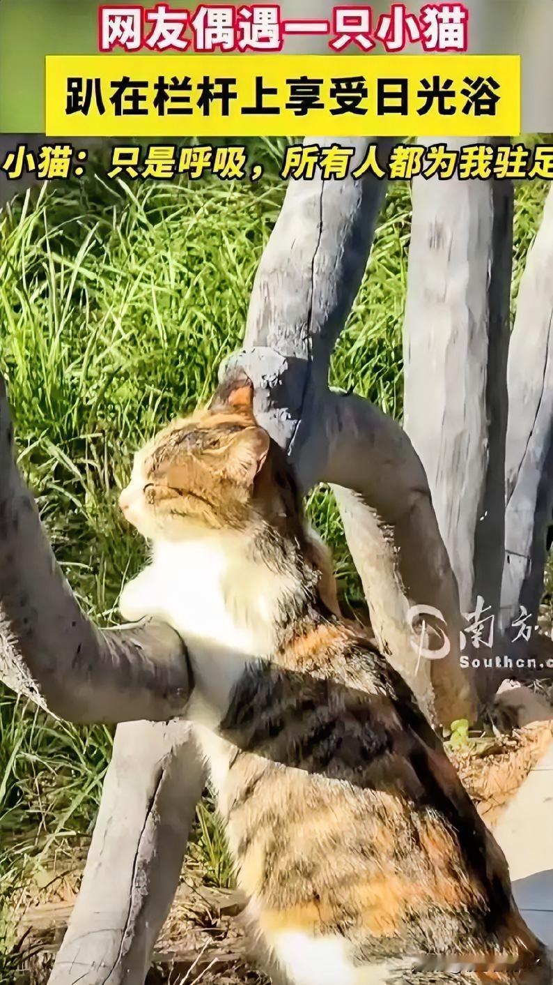 在陕西的一片户外处，一只小猫慵懒的趴在栏杆上，享受着日光浴～

它周身都被晒得暖
