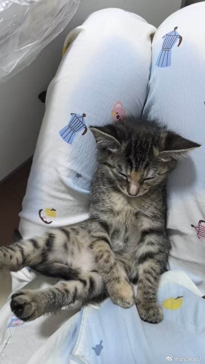 把这么小点的猫养大了 还挺有成就感[doge]没被我养废[doge]没什么其他毛