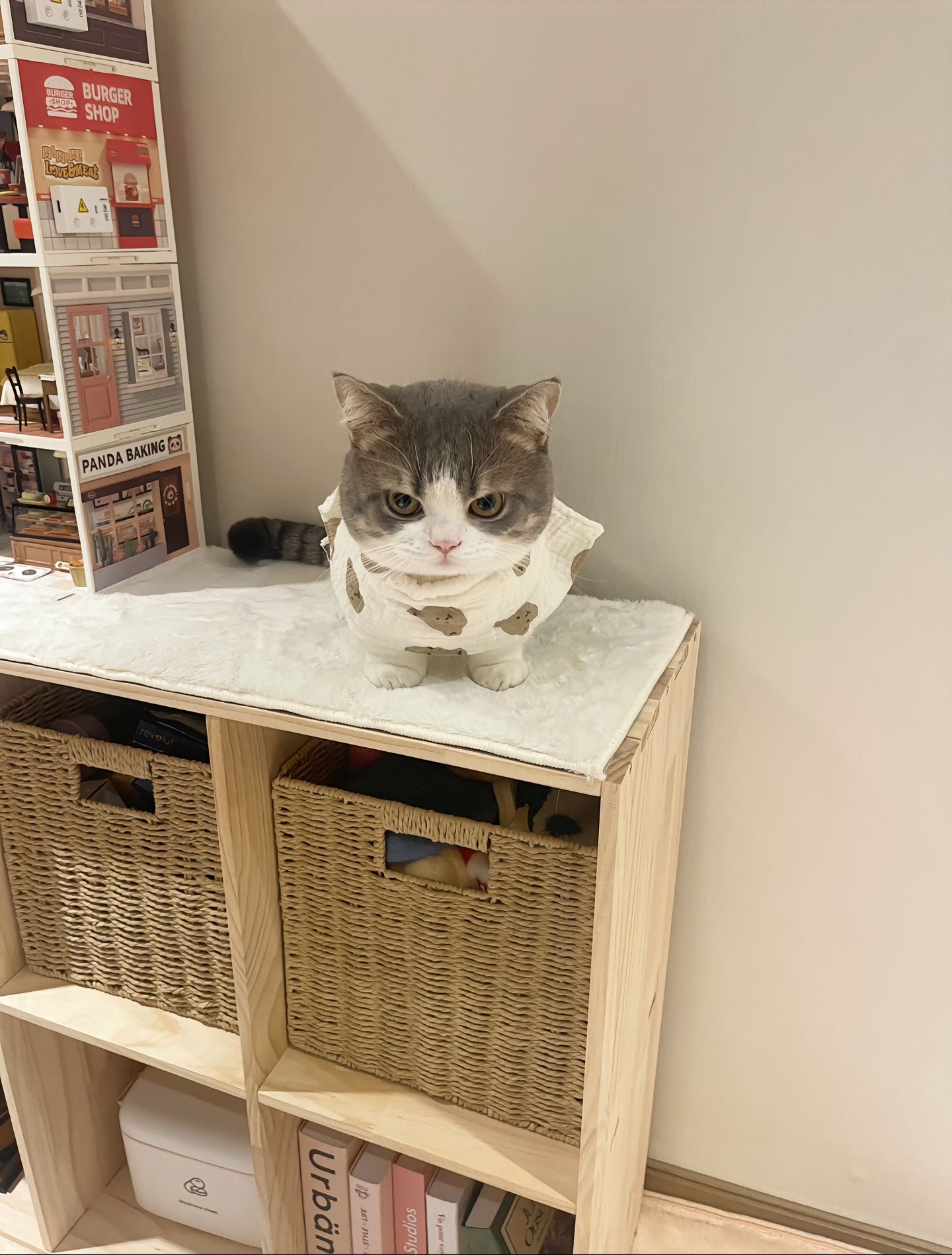 这是我见过最最可爱的小猫！🤩