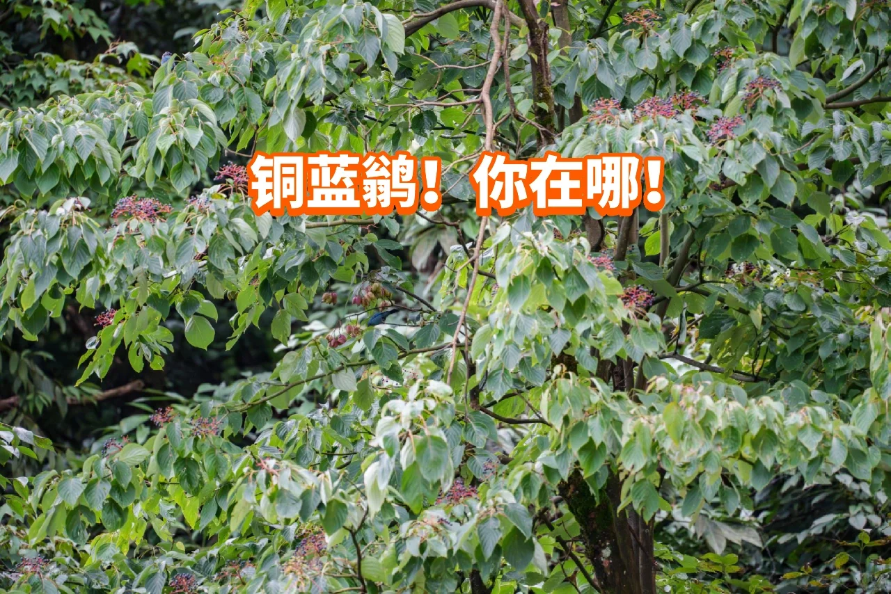 考眼力：人手一只的铜蓝鹟，我只有半只