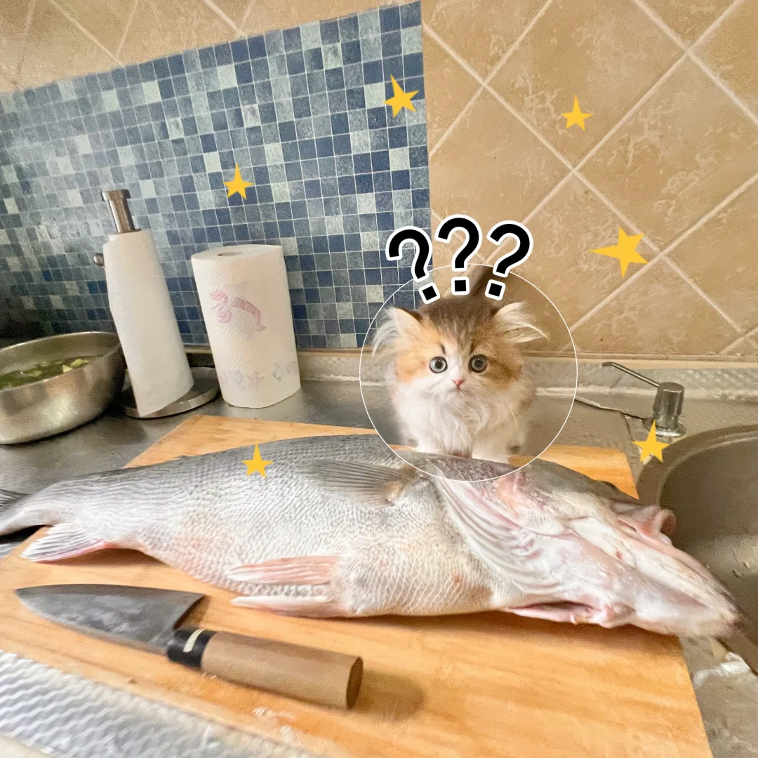 今天吃鱼😨