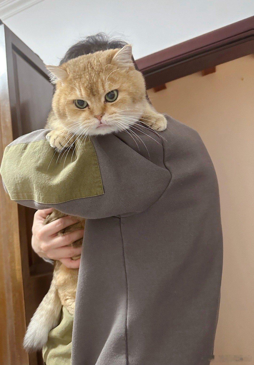 周五啦[鼓掌]#猫咪##转发接龙开新年# ​​​