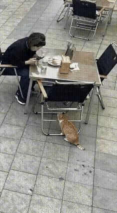 还得是猫，不畏强敌霸气十足[赞]