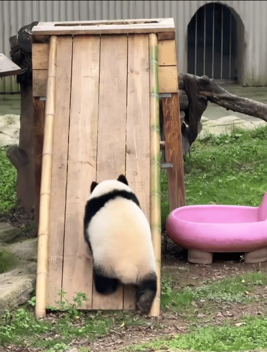 熊猫宝宝，看到整个人的心都会被轻轻融化。它们小小一团，圆润又软萌，走起路来像摇摇