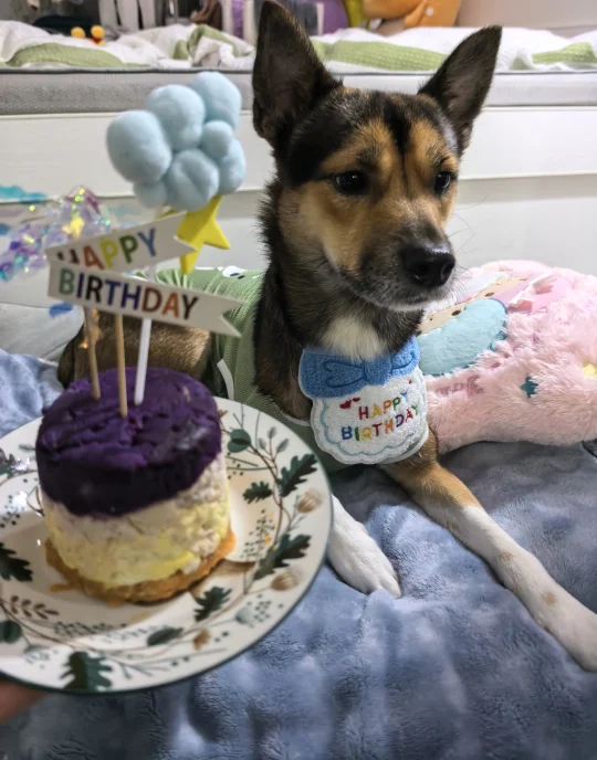 生日快乐我的小狗