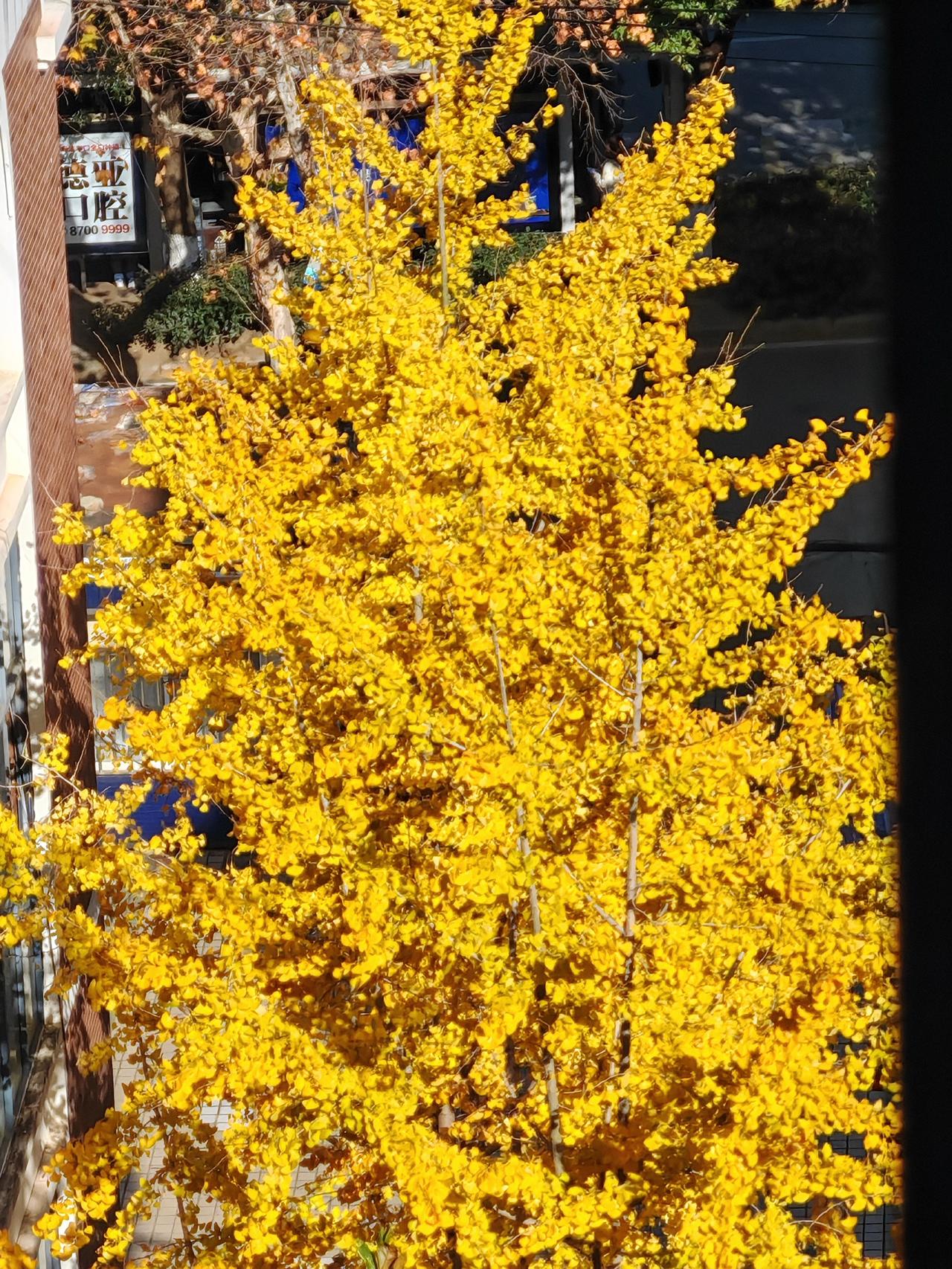 ，简直太美啦！