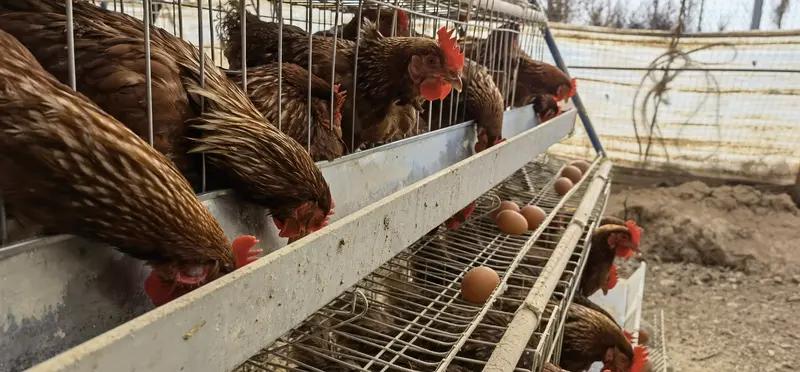 市场上那些低价的老母鸡，很多其实是产蛋期满后被“炒鱿鱼”的淘汰蛋鸡，就像职场里到