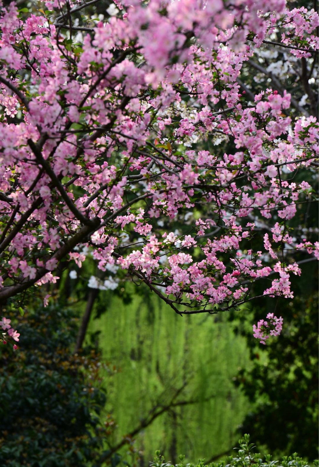 我护岸固堤安】春日的沿山河桃红柳绿，樱花、海棠、红花檵木竞相绽放。路人纷纷驻足拍
