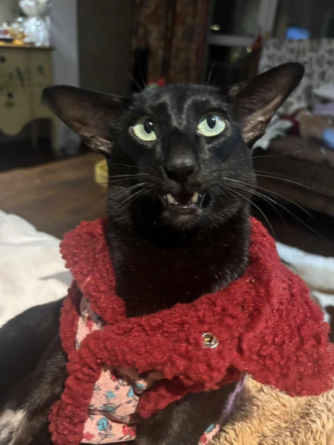 看什么，没看过像人的小猫吗