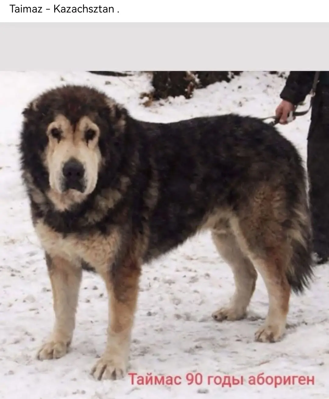 泰马兹—哈萨克斯坦。90年代原住民猎狼犬托别特tobet