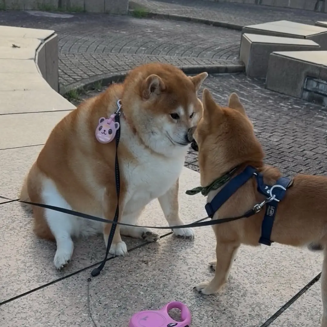 大卡车柴犬搞笑