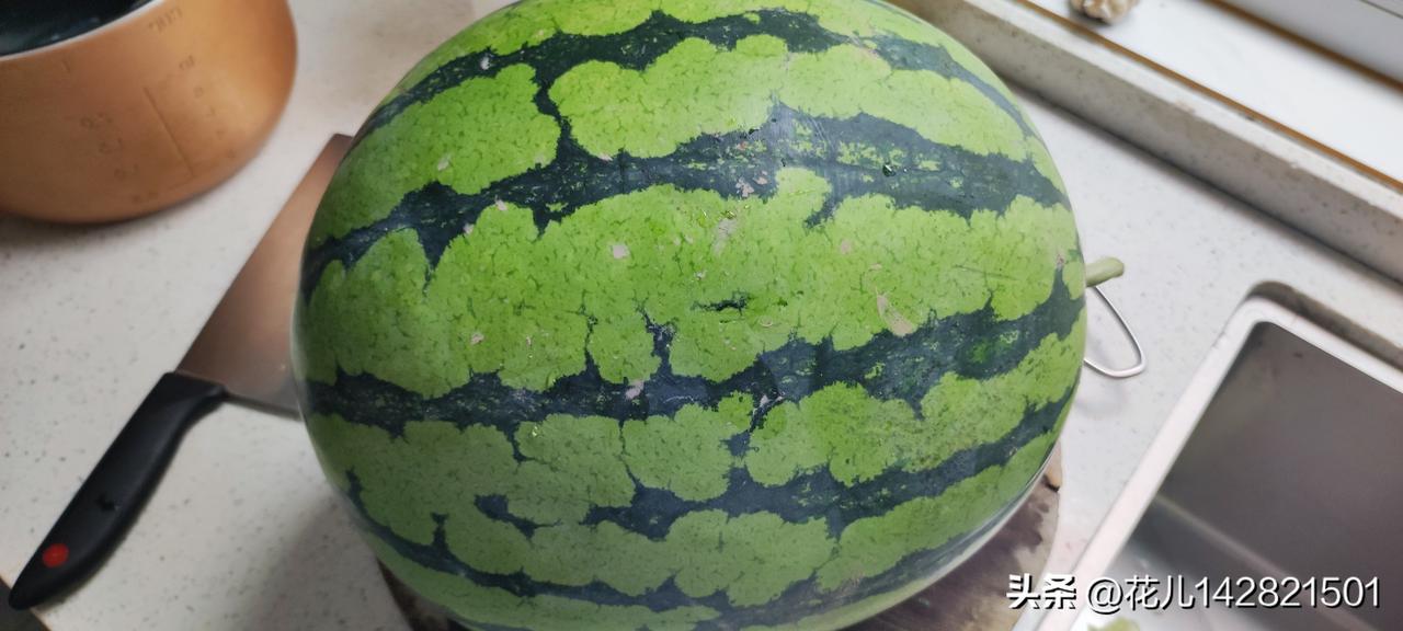 家里的大西瓜
今天2026年6月27号，自家地里采摘一个本年度最大最好的西瓜。