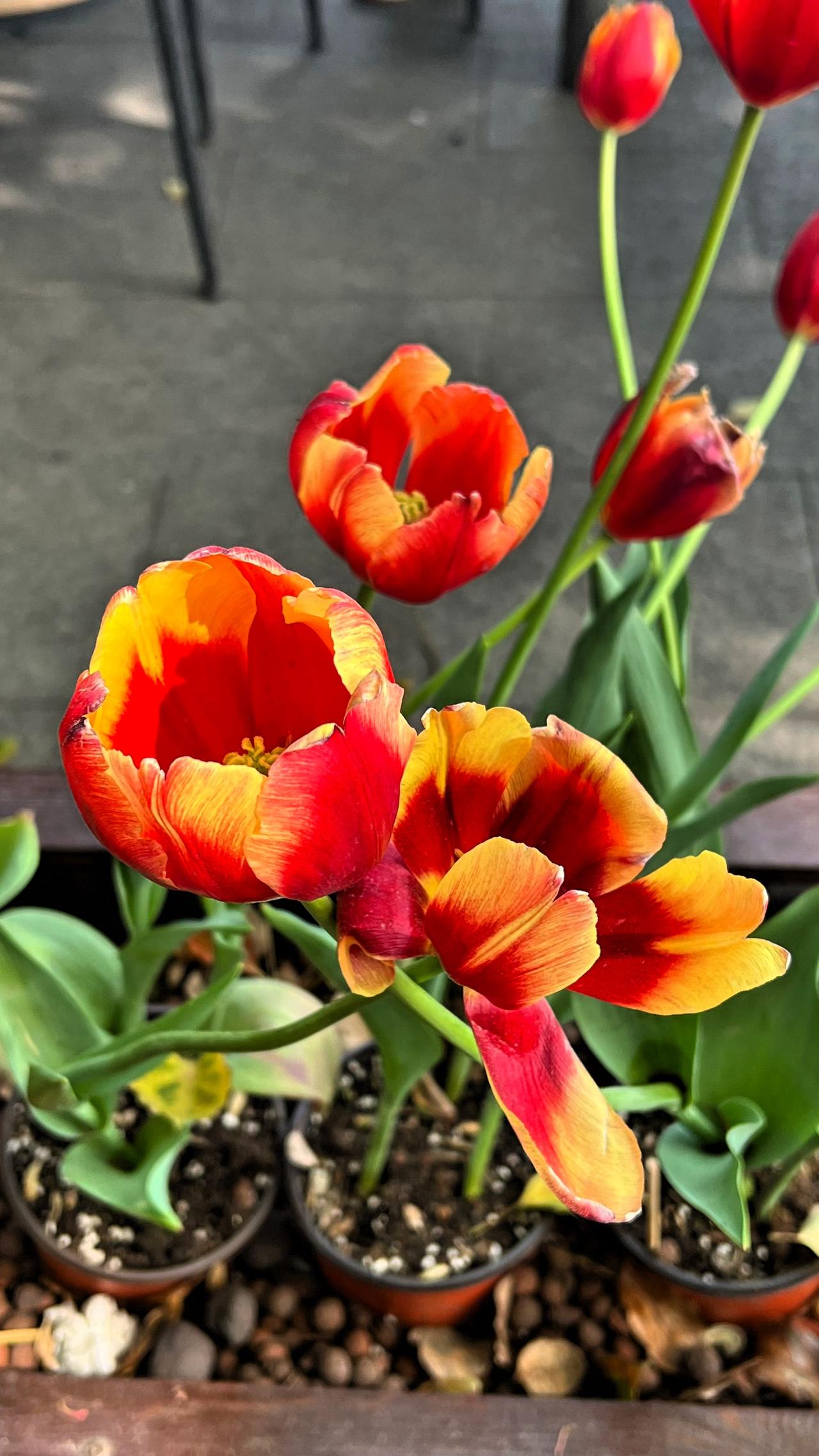 春日赏花：惊艳的郁金香，色彩绚丽、娇美耀眼、靓丽夺目，迷人可爱，绽放出春天的气息