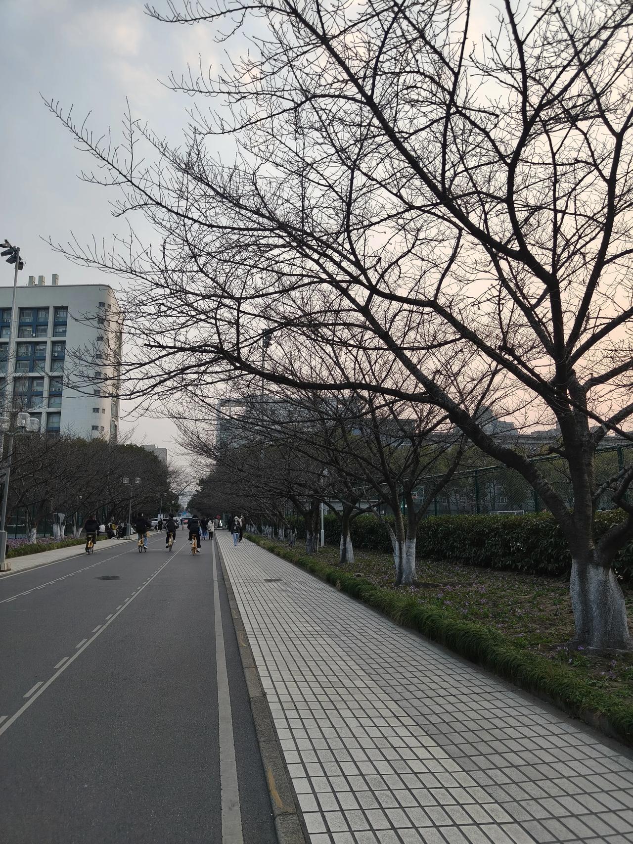 昨天下班去同济面包店买东西，路过樱花🌸树下…