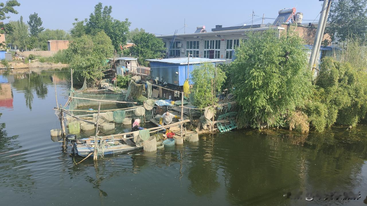 2026 年 5 月 12 日，河北雄安新区安新县王家寨村。今天给大家看一个白洋