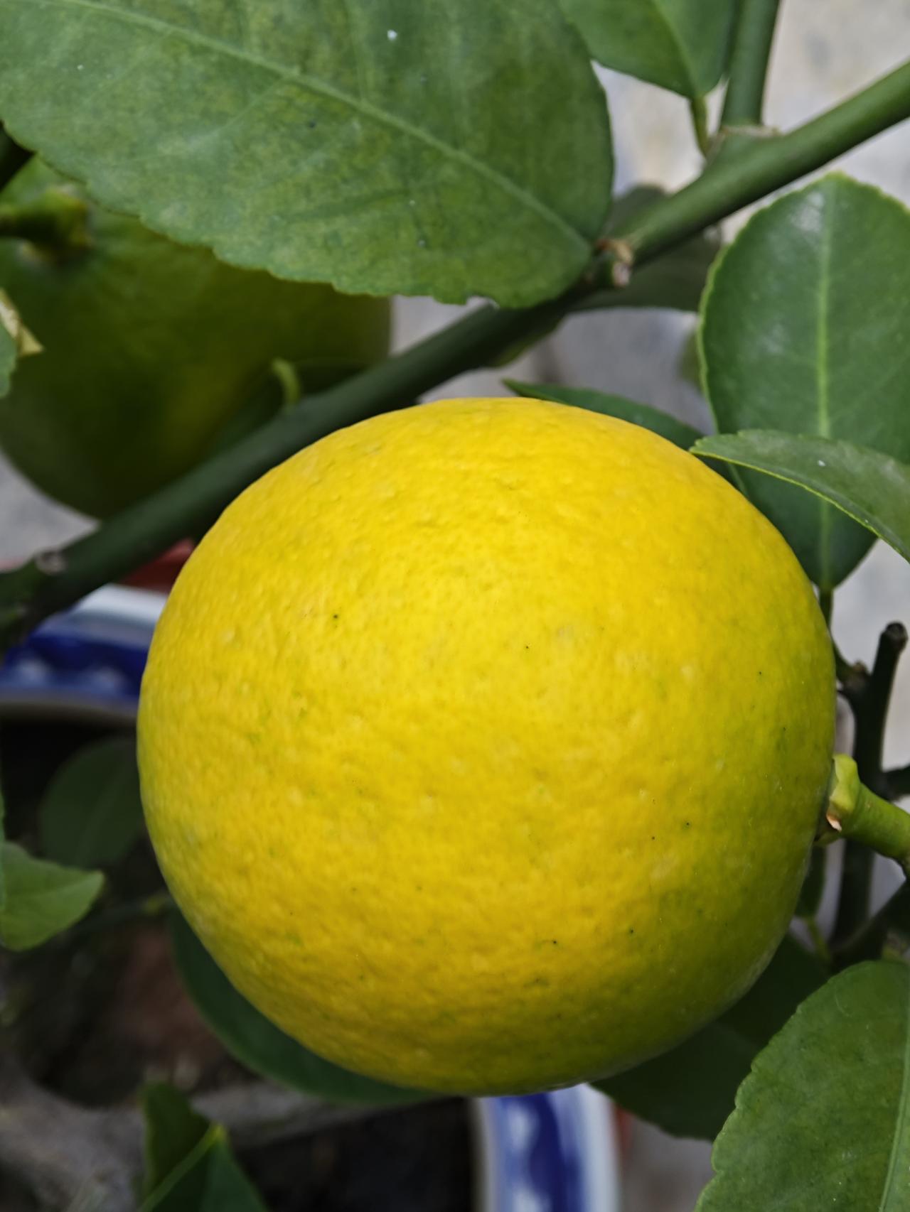 冬日生活打卡季自家院子里的柠檬树结出的果实，黄澄澄的像小太阳，凑近还能闻到清清爽